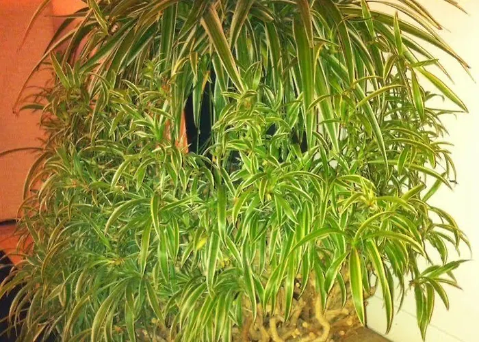 Pensionat Romeo Design 4*