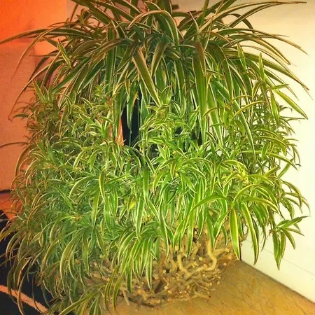 Gæstehus Romeo Design 4*